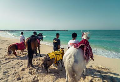 Qatar Pony