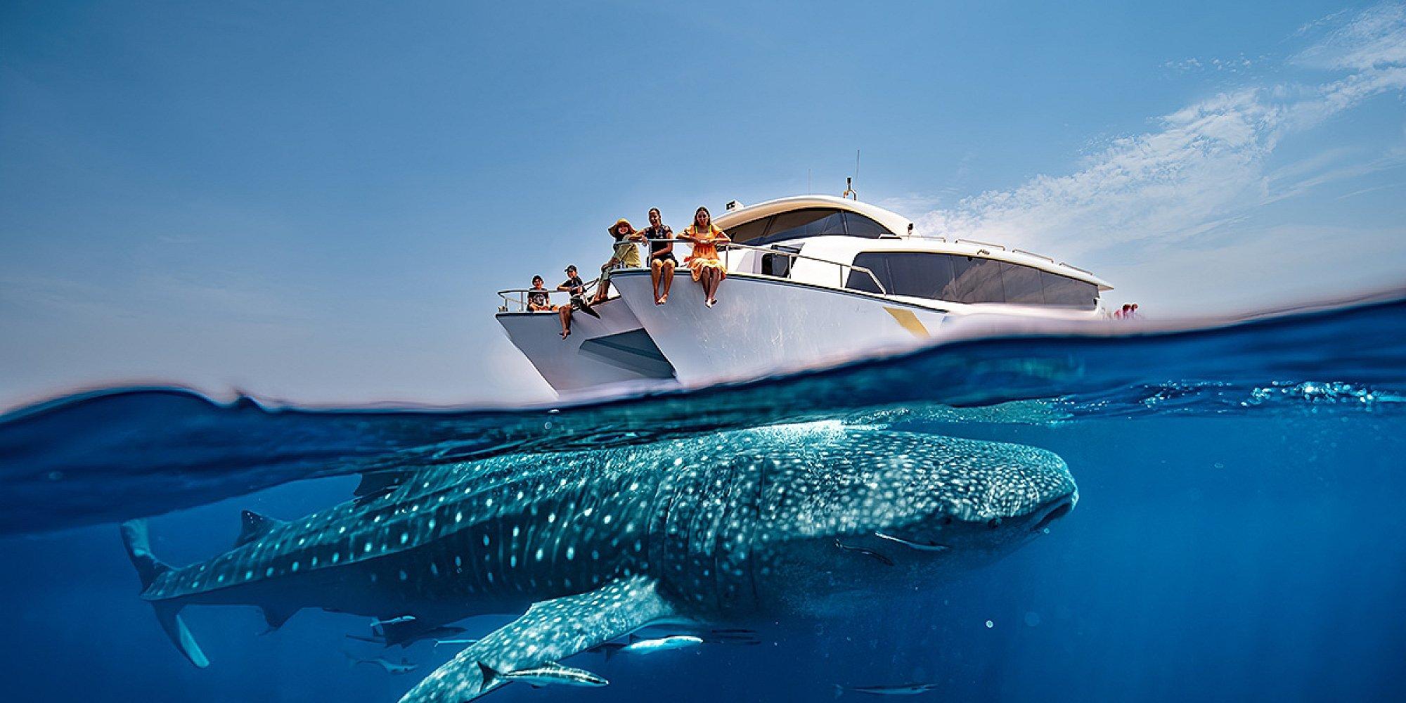 Whale Sharks Sighting